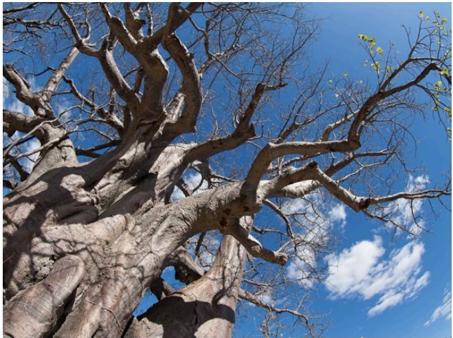Baobab in Botswana vor tiefblauem Himmel