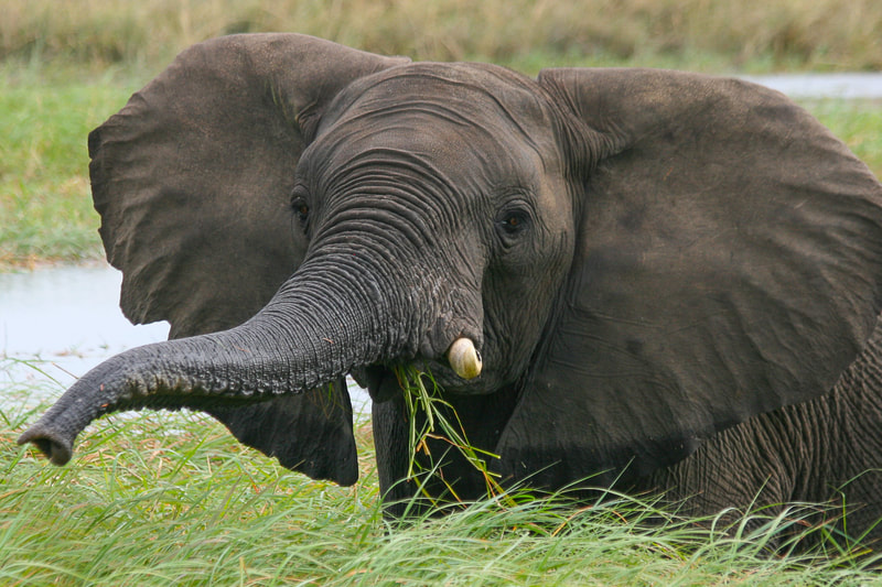 Elefant im grünen Delta-Gras