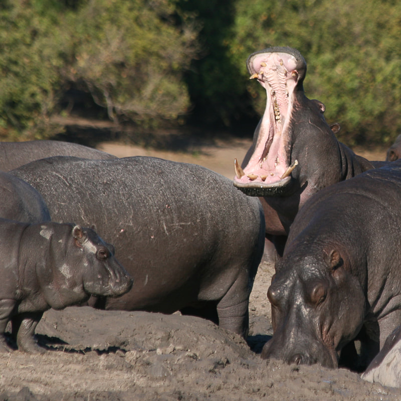 Flusspferde im Wasser in Botswana