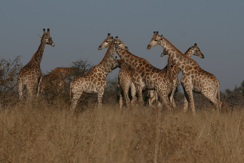 Giraffenfamilie in der Kalahari