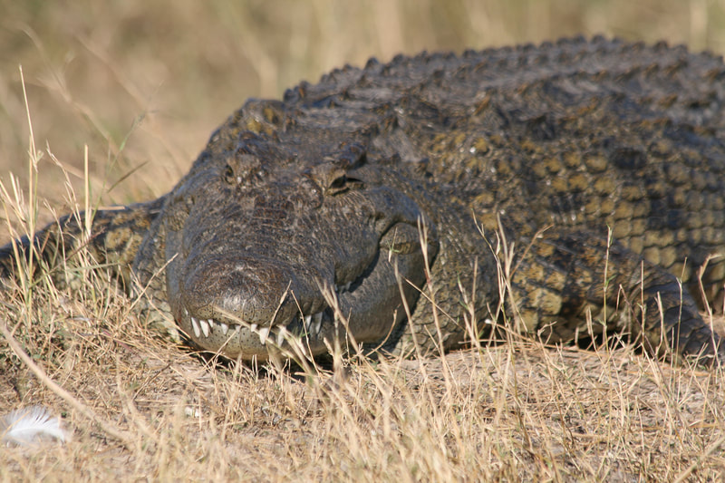 Krokodil am Ufer in Botswana