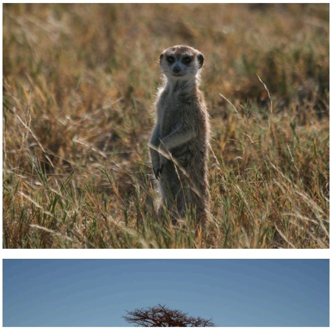 Erdmännchen im trockenen Gras der Kalahari