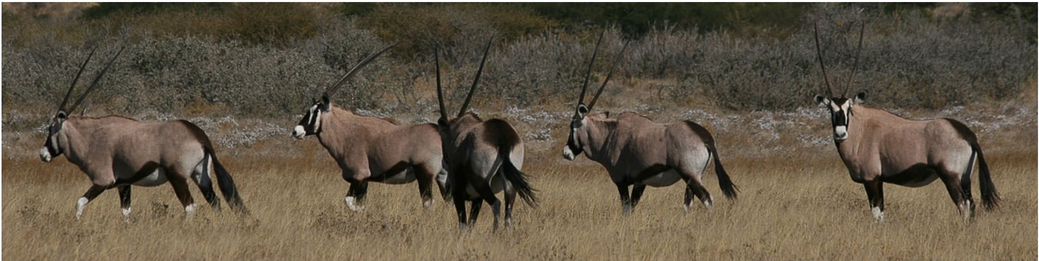 Vier Oryx in trockenem Gras in Botswana