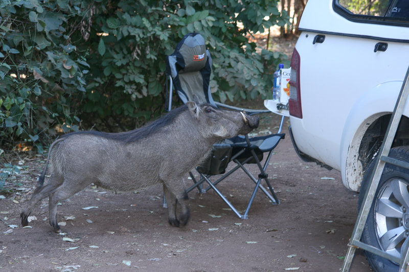Warzenschwein bei einem Campingplatz in Botswana