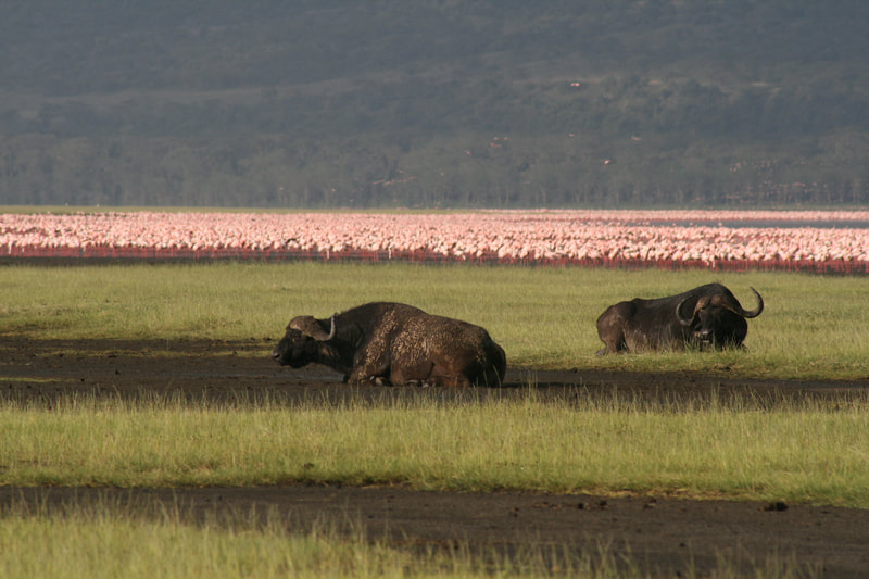 Büffel vor Flamingos am Seeufer