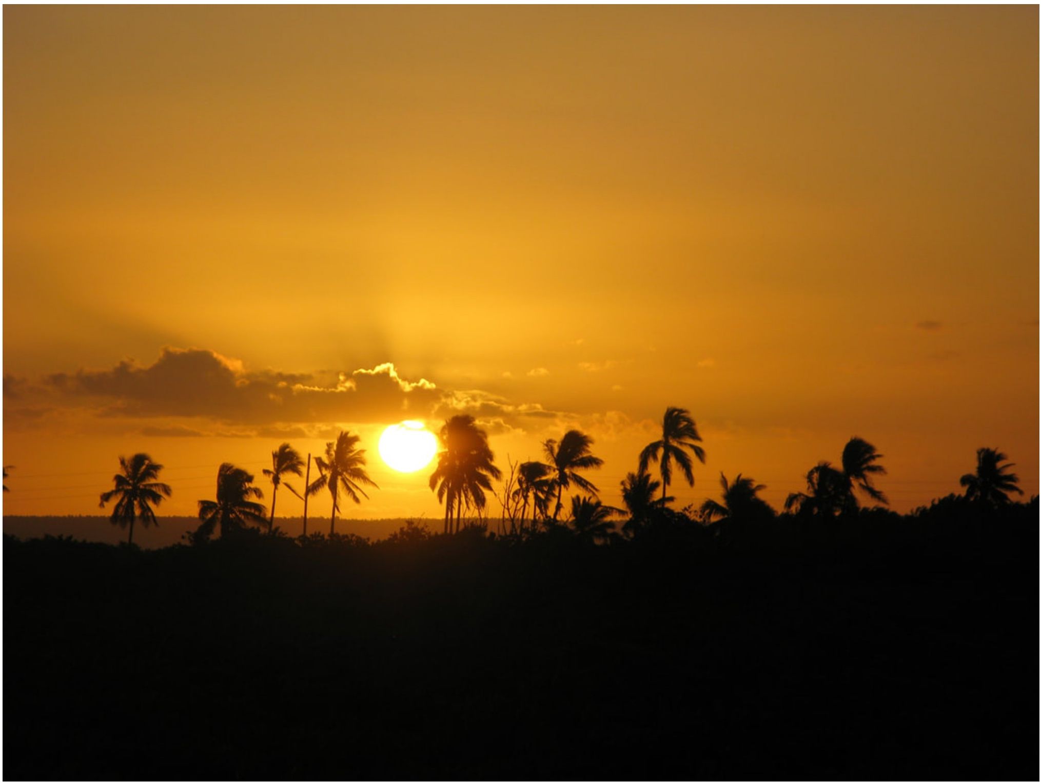 Sonnenuntergang mit Palmen-Silhouetten