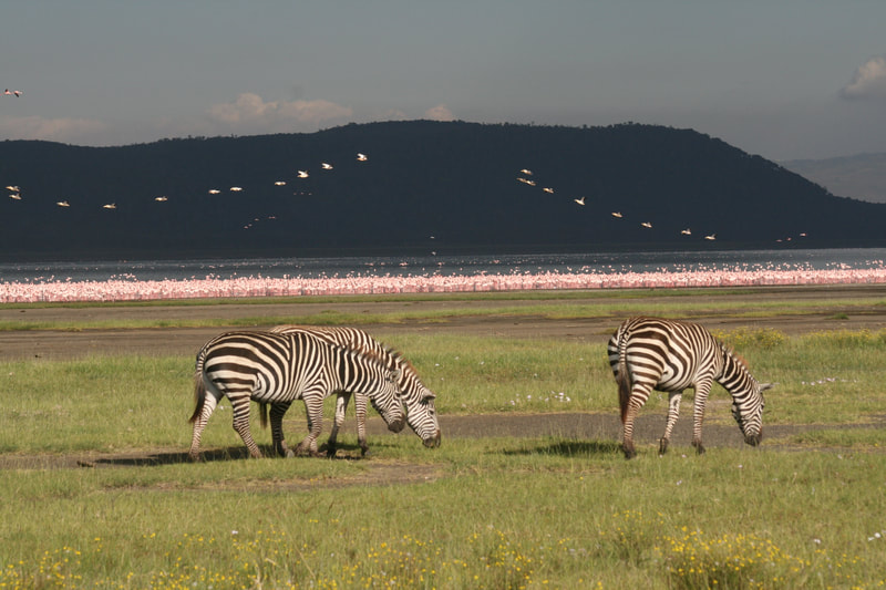 Zebras grasen vor einem rosa Flamingoufer