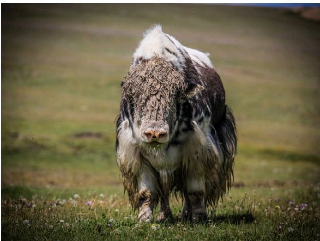Yak mit zotteligem Fell auf der Hochebene