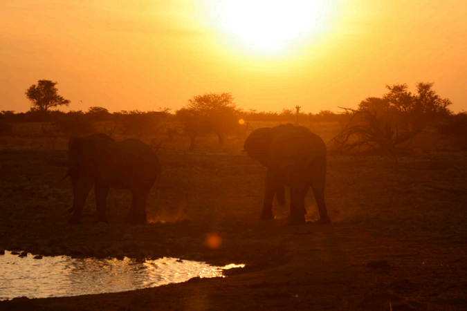 Elefanten am Wasserloch im Abendlicht, Namibia