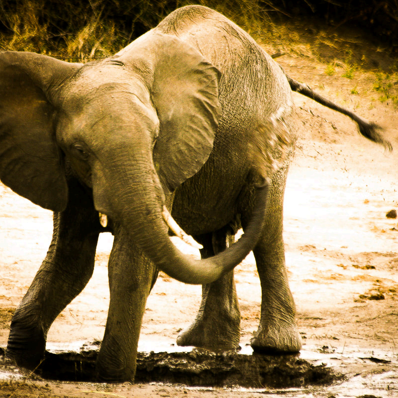 Elefant am Wasserloch in Sambia
