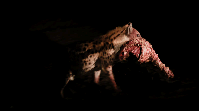 Hyäne trägt nachts ein Stück Fleisch davon
