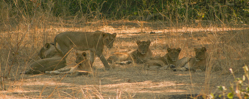 Löwenrudel im trockenen Gras, South Luangwa, Sambia