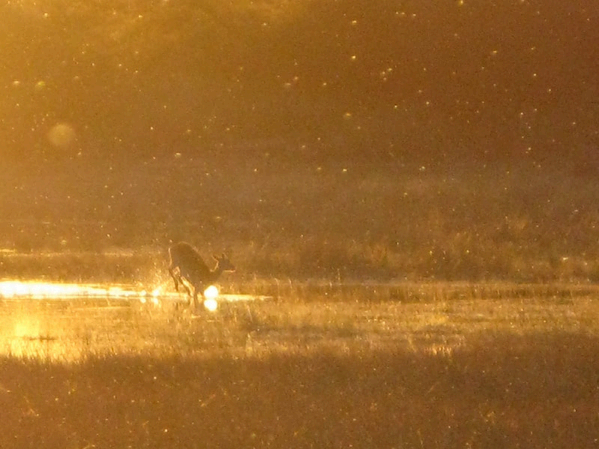 Antilope am Wasserloch im Abendlicht