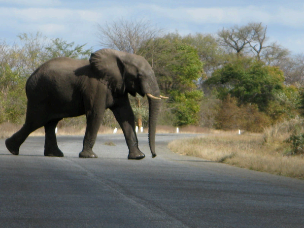 Elefant überquert die Strasse